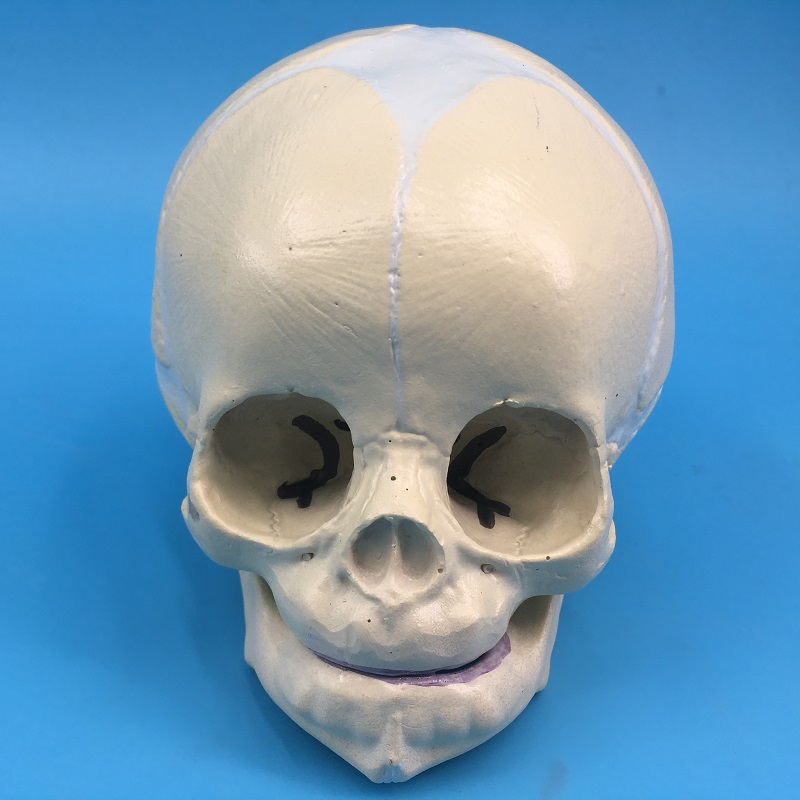 Infant skull-0