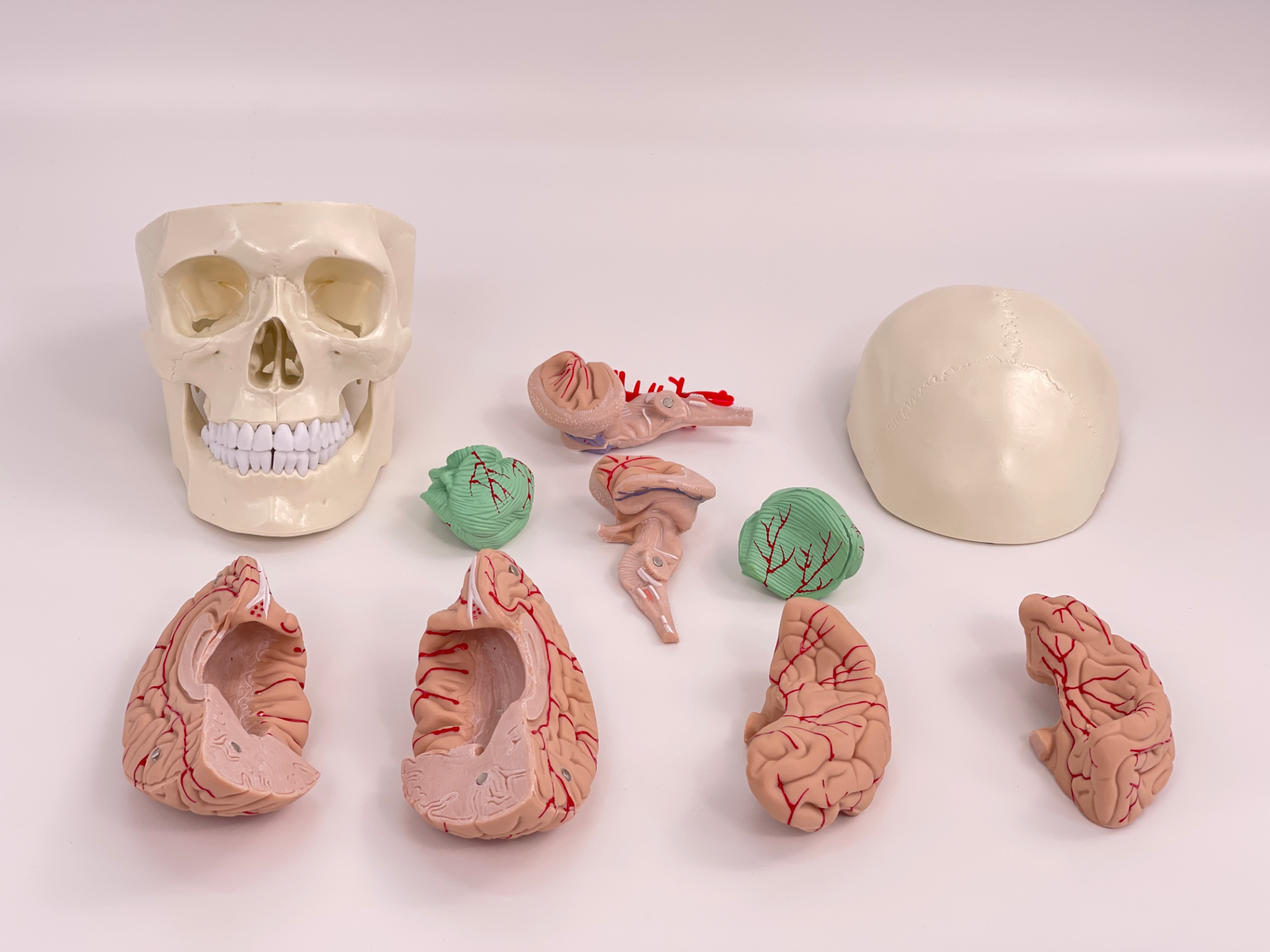 Completely white skull with brain-1