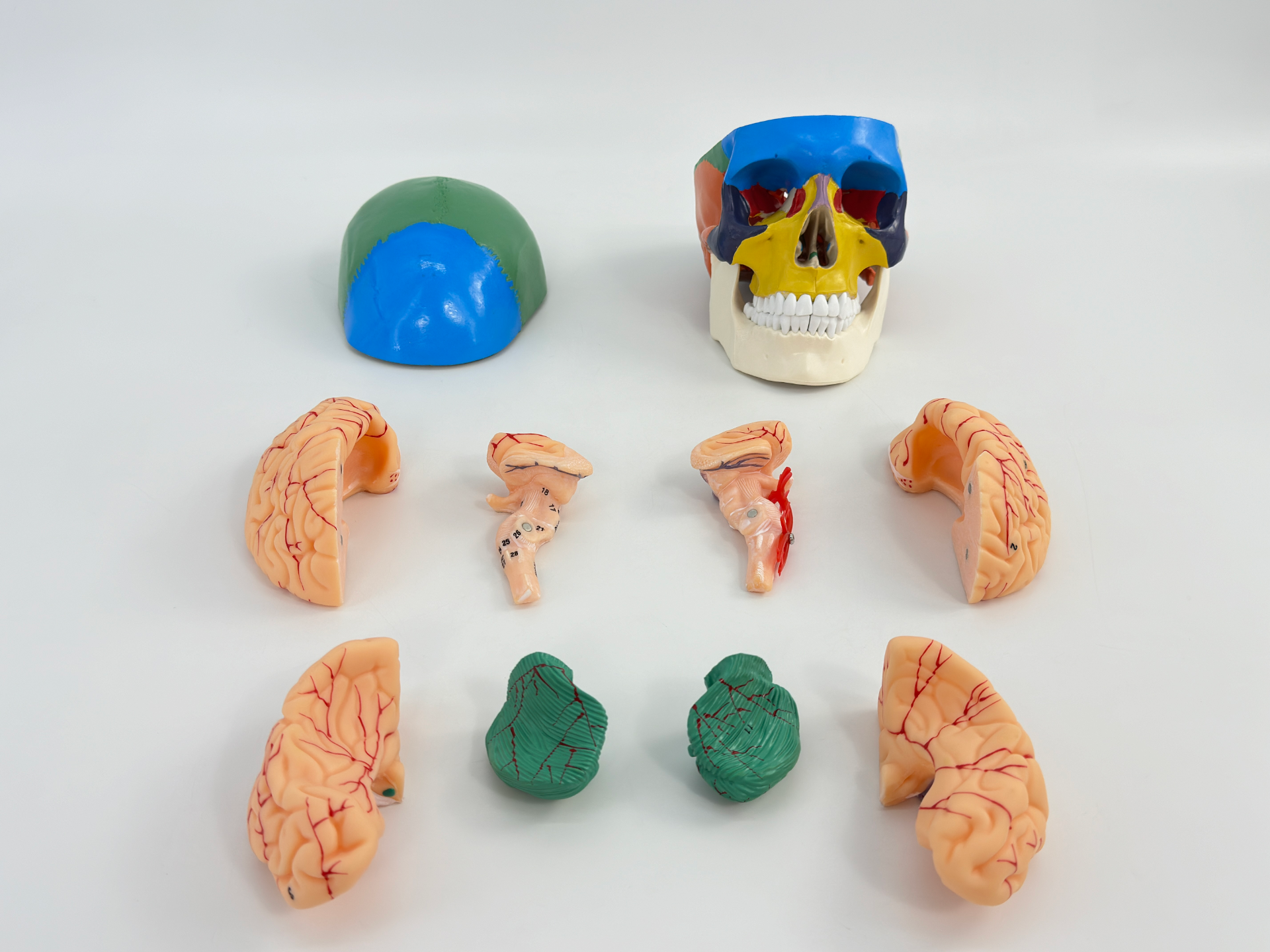 Colored skull with brain-1