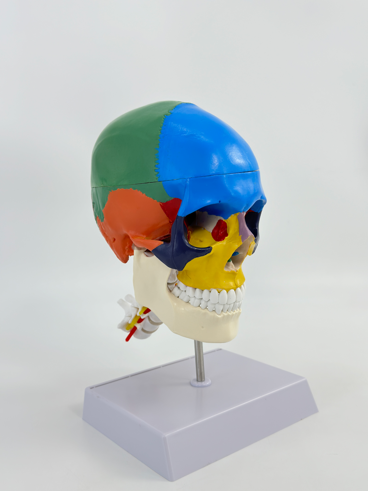 Colored skull with cervical vertebrae-0
