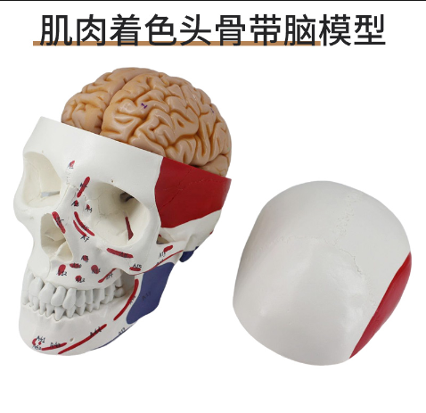 Muscle-colored skull with brain-1