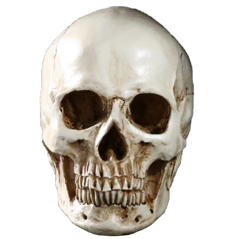 Resin skull (integrated with the chin)-1