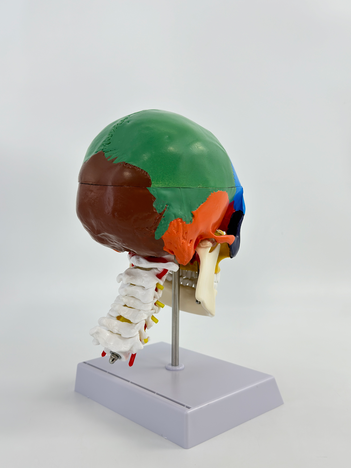 Colored skull with cervical vertebrae-1