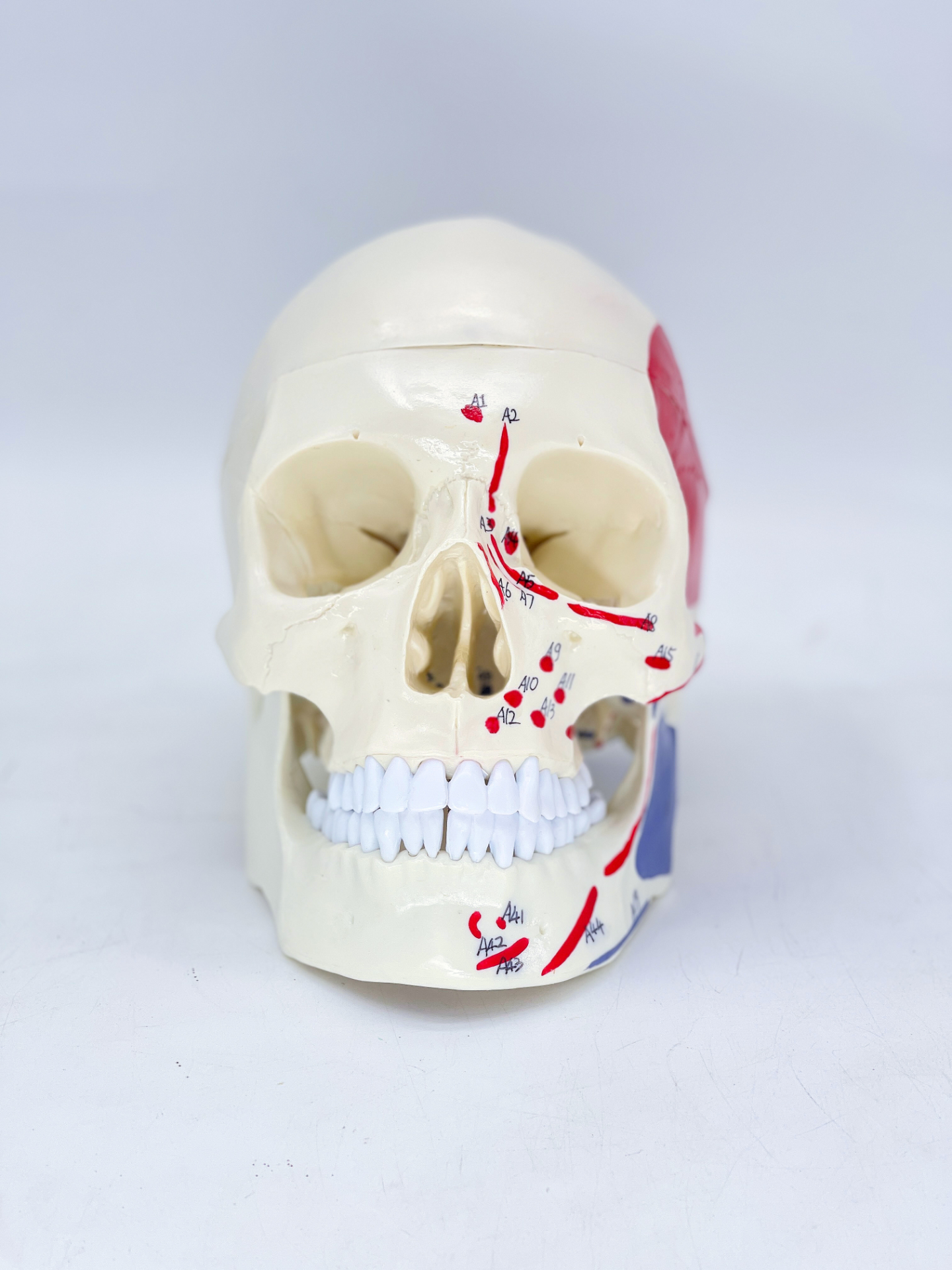 Muscle-colored skull-0