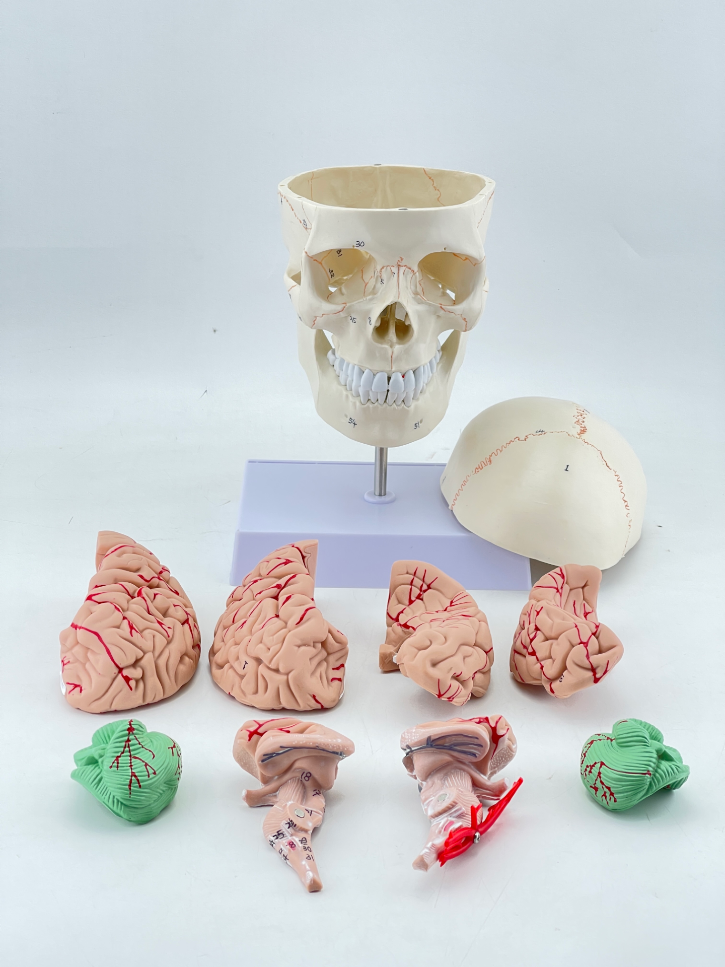 Skull with sutures, cervical vertebrae, and brain-1