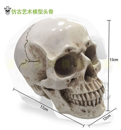 Resin skull (integrated with the chin)-0