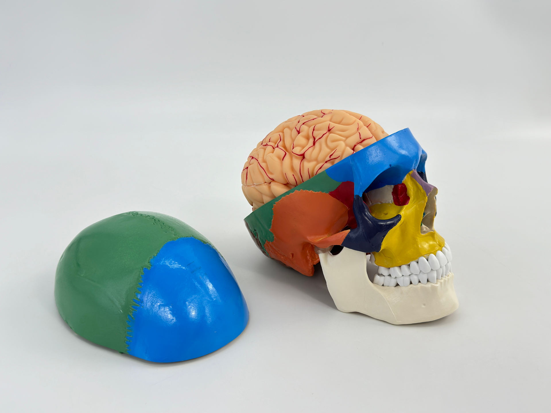 Colored skull with brain-0