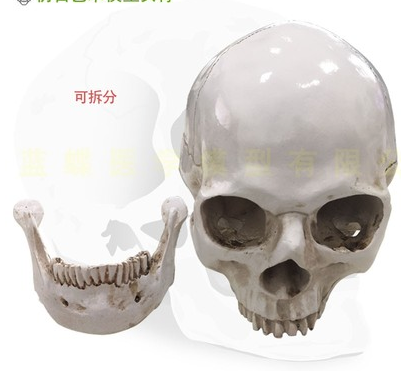 Resin skull (detachable chin)-0