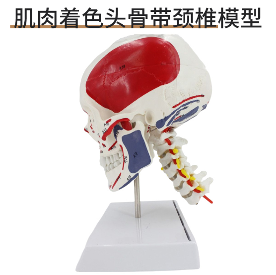Muscle-colored skull with cervical vertebrae-0