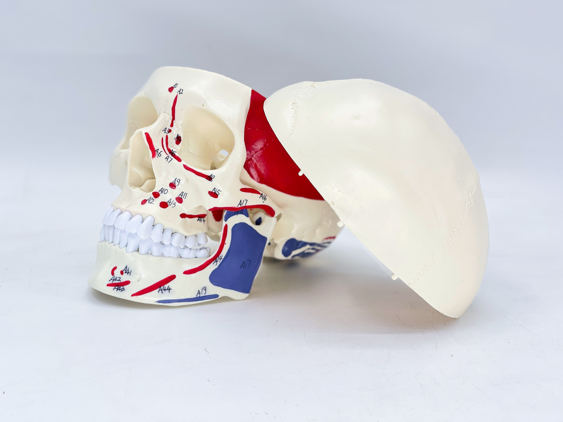 Muscle-colored skull-1