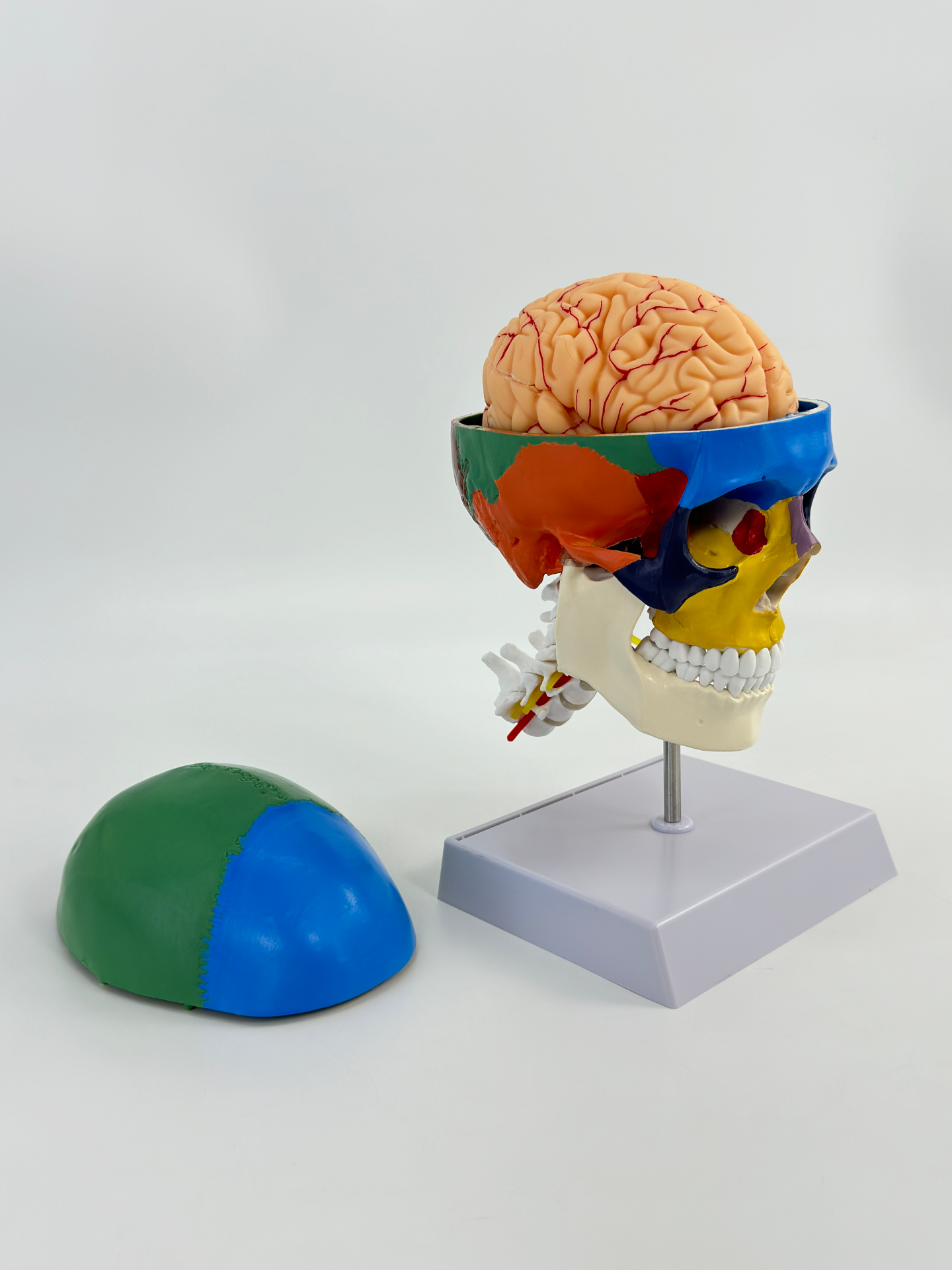 Colorful skull model with cervical vertebrae and brain-0