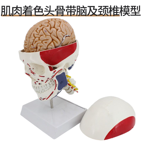 Muscle - colored skull with cervical vertebrae and brain-0