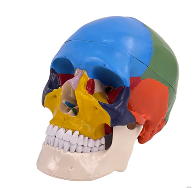 Colorful skulls-0