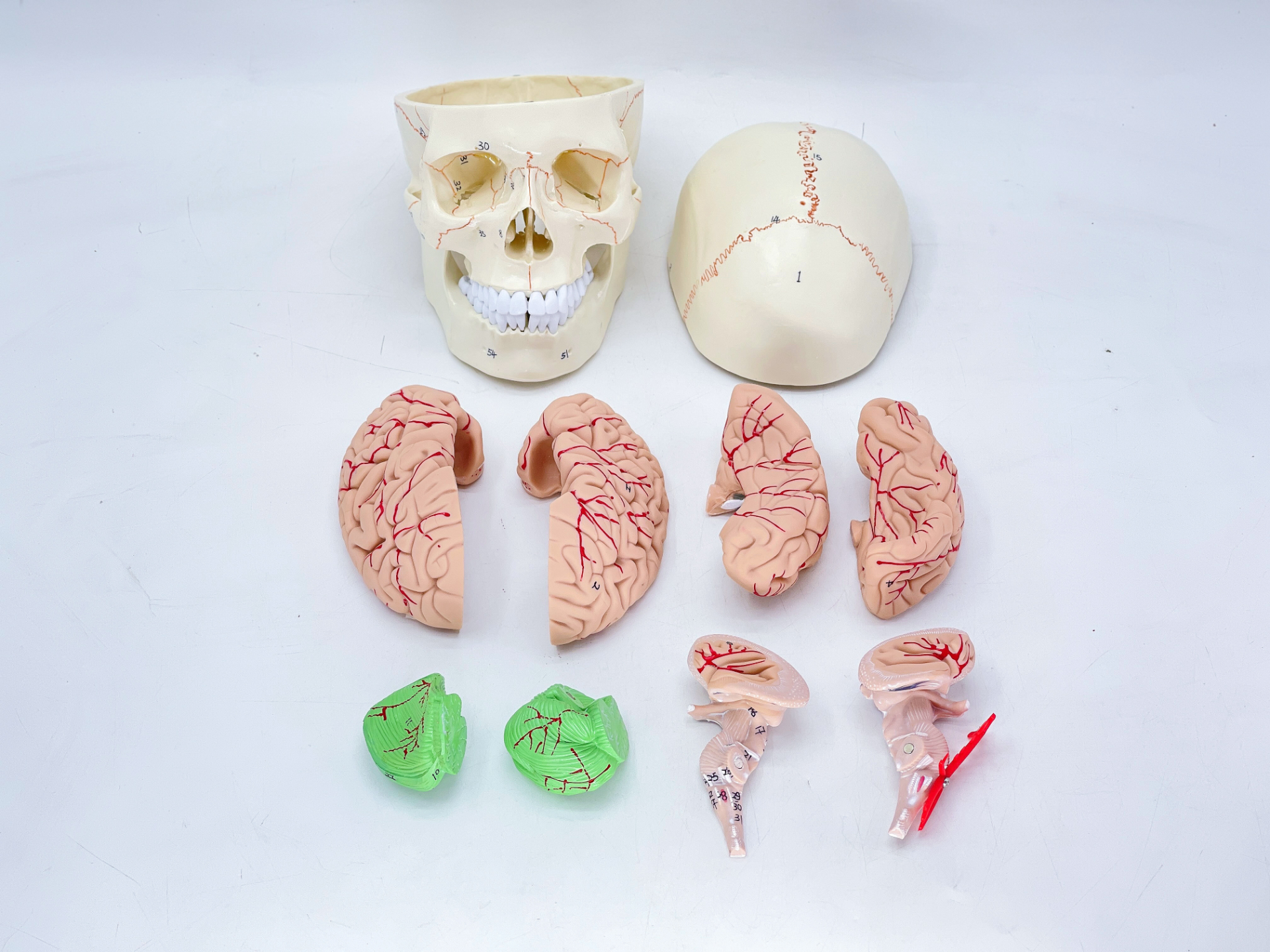 Skull with cranial sutures and brain-1
