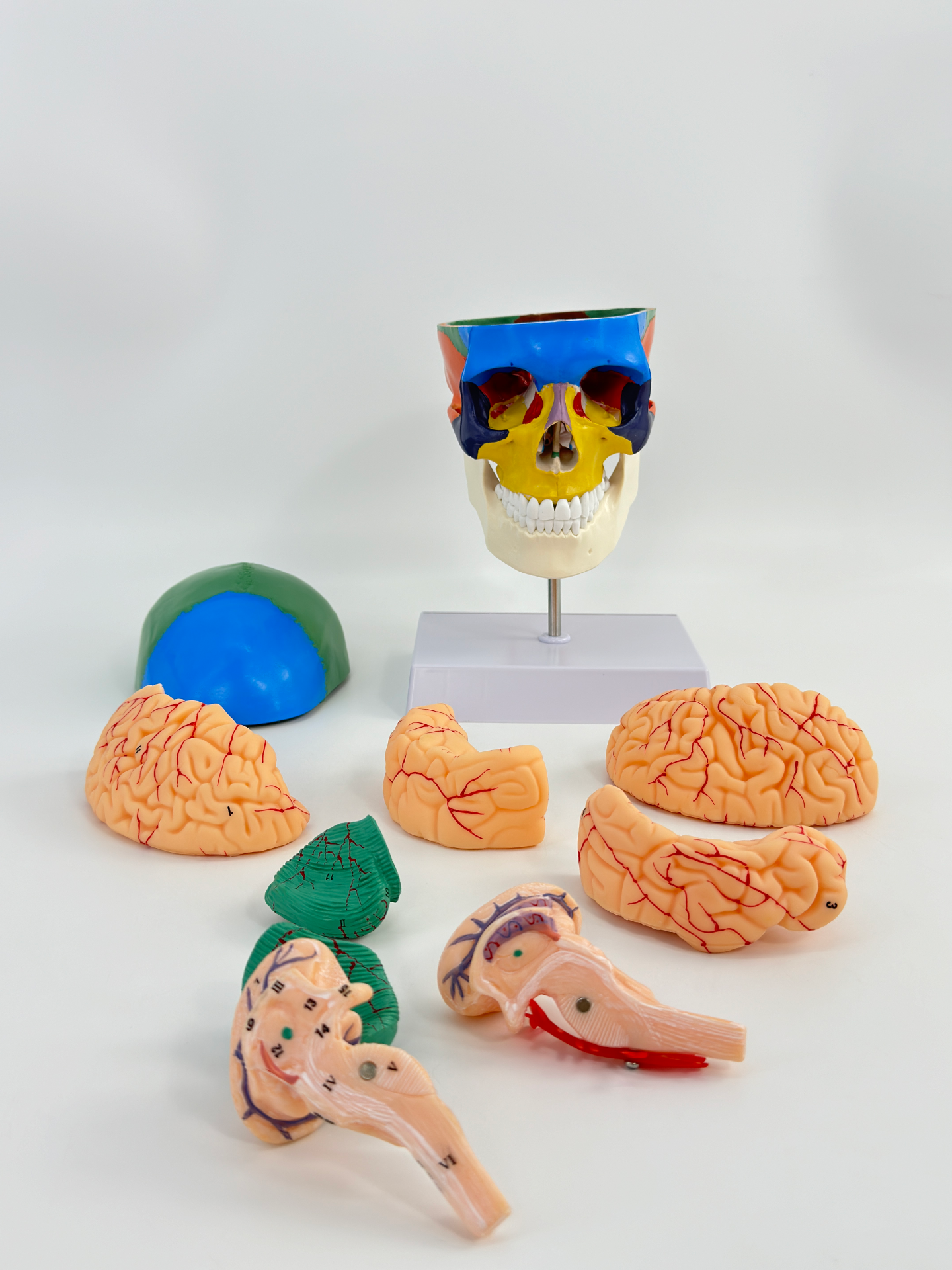 Colorful skull model with cervical vertebrae and brain-1