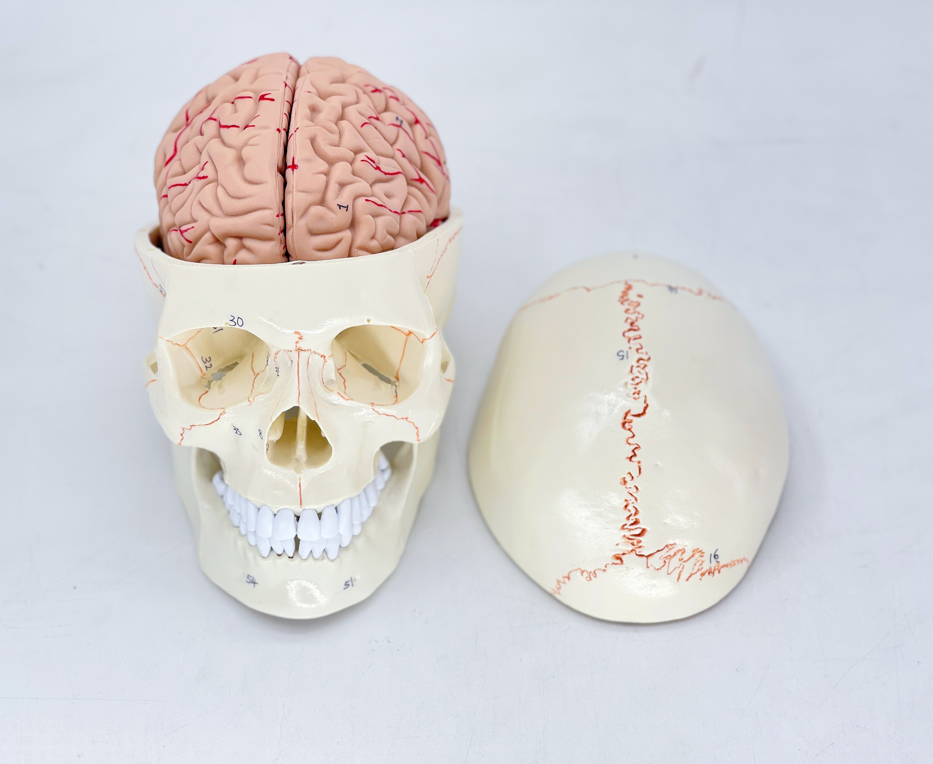 Skull with cranial sutures and brain-0