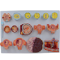 Model of the Process of Fertilization and Early Embryonic Development&nbsp;CC240710