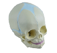 Infant skull model&nbsp;CC240713