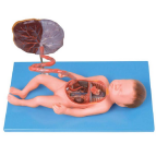 Fetal Blood Circulation Model&nbsp;CC240709