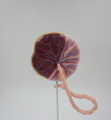 Placental structure and umbilical cord model&nbsp;CC240715