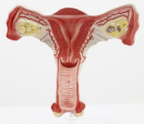 Uterus model&nbsp;CC240708