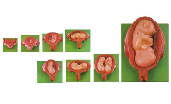 Model of Human Embryonic Development During Pregnancy&nbsp;CC240712