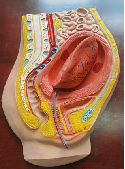 Placental detachment model&nbsp;CC240714