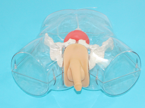 Transparent male urinary catheterization operation model-0