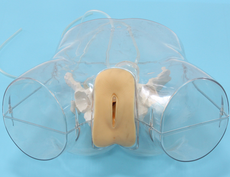 Transparent female urinary catheterization operation model-0