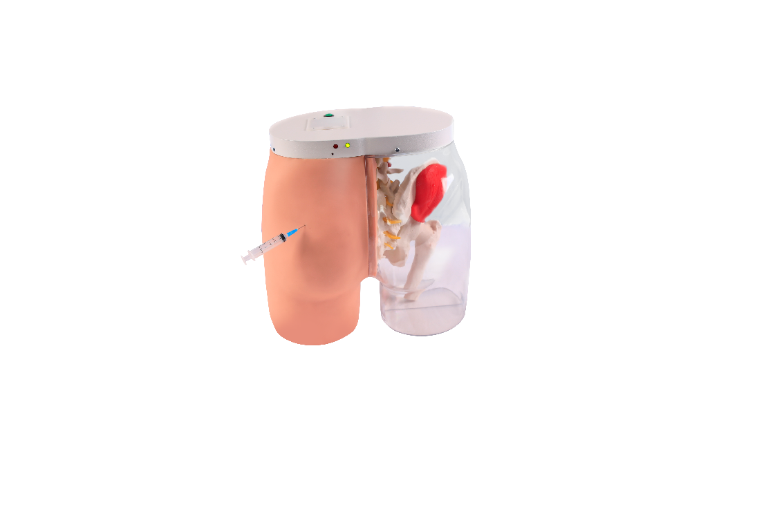 Training and transparent comparison model for intramuscular injection in the buttocks with warnings-0
