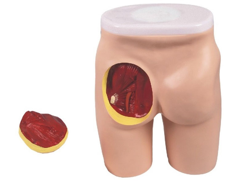Gluteal intramuscular injection and anatomical structure model-0