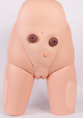 Female urinary catheterization training model-0