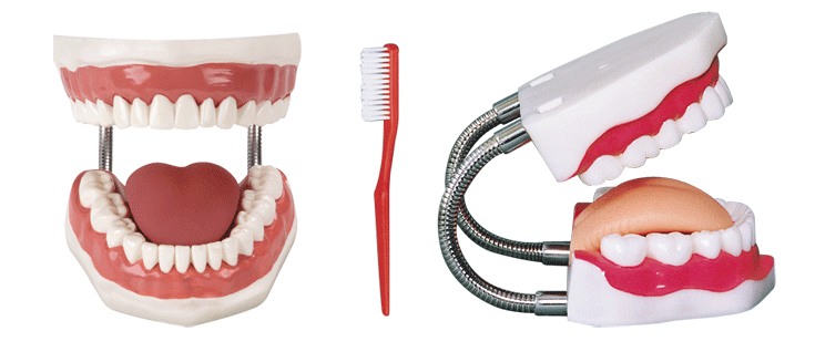 Dental care and health model-0