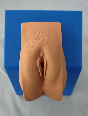 Dressed female urinary catheterization model-0