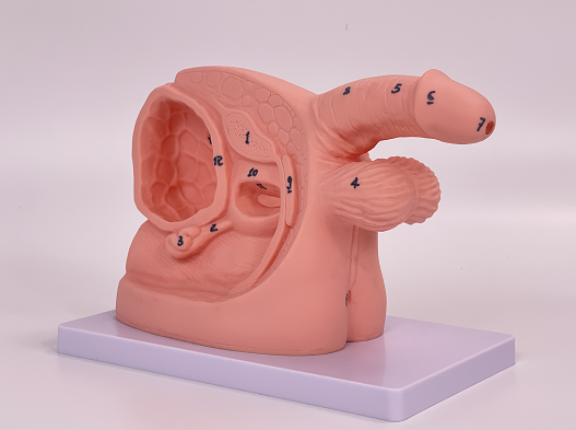 Simple male internal and external genitalia and catheterization model-0