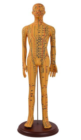 Female copper 52cm acupuncture model - soft rubber-0