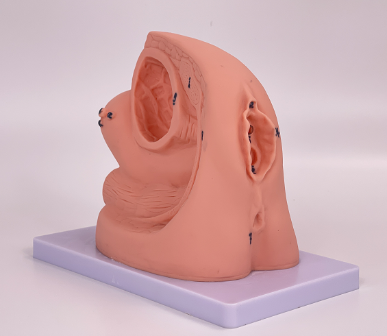 Simple model of female internal and external genitalia and catheterization-0