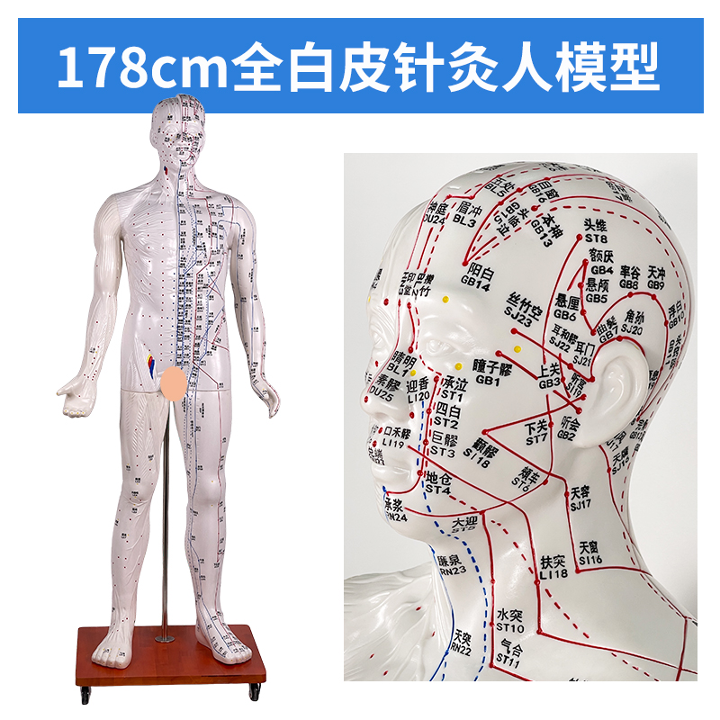 178cm Acupuncture Man (White)-0