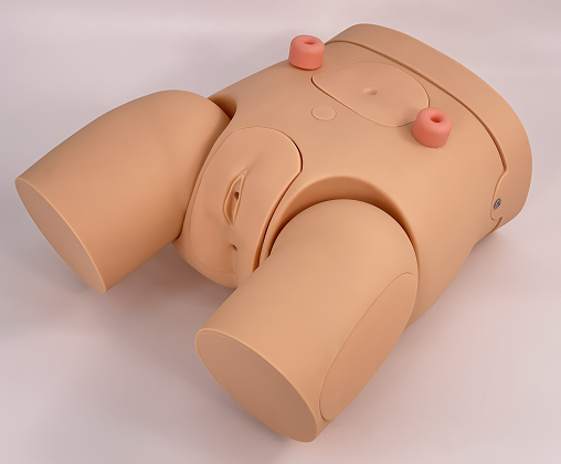 Advanced female urinary catheterization teaching model-0