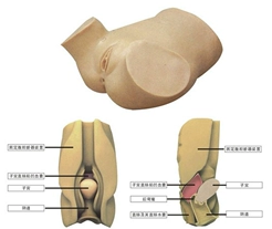 Posterior fornix puncture training model of the vagina-0