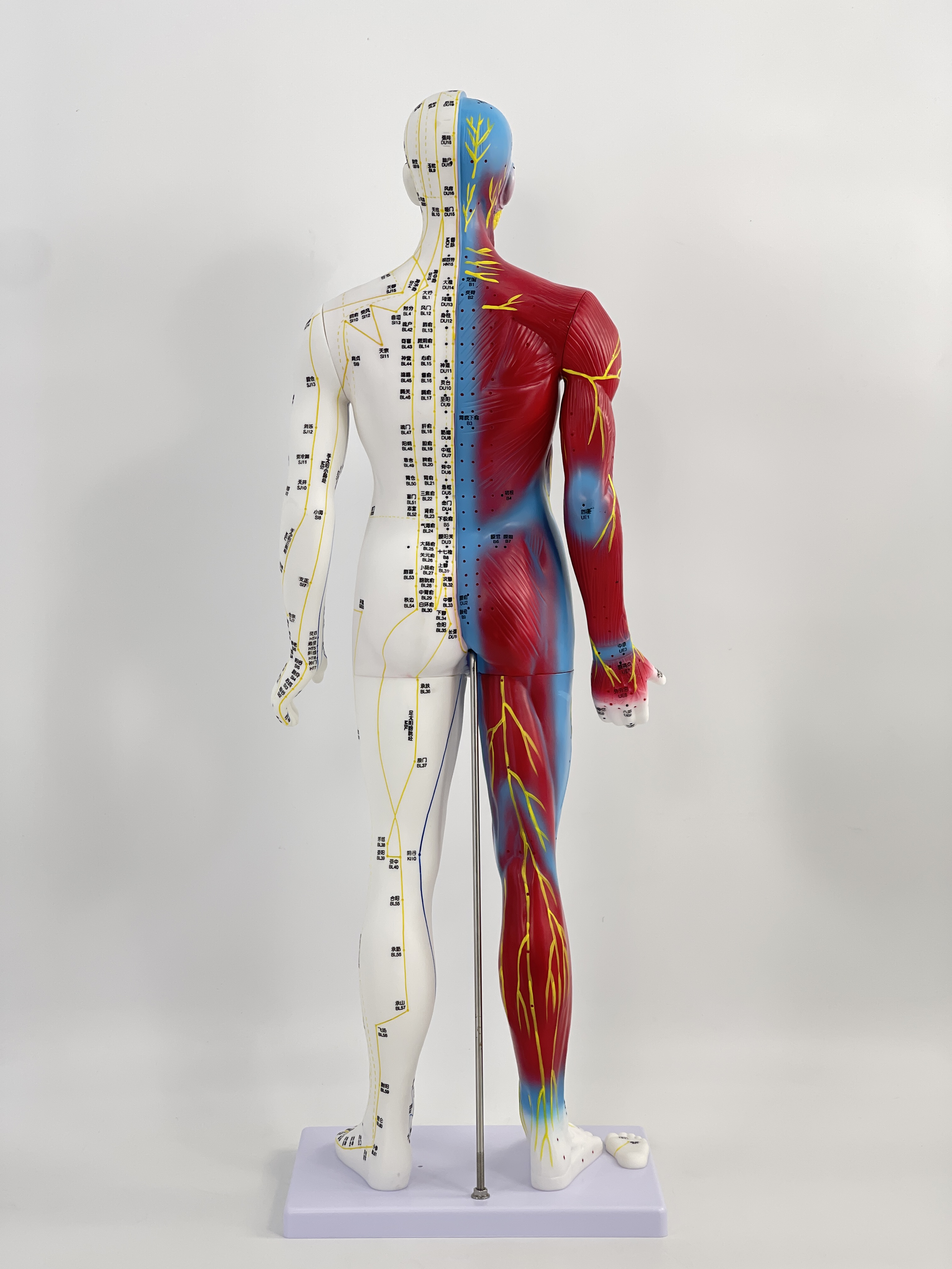 85% skin and 15% muscle acupuncture mannequin-0