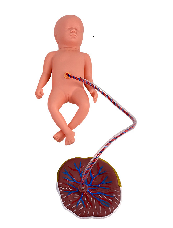Neonatal umbilical cord and placenta care model-0