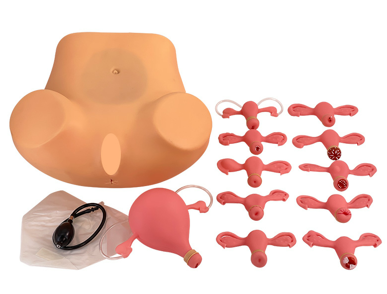 Advanced gynecological examination model (with 8 uteruses)-0