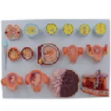 Model of the Process of Fertilization and Early Embryonic Development