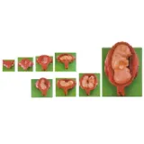 Model of Human Embryonic Development During Pregnancy