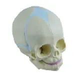Infant skull model