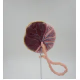Placental structure and umbilical cord model