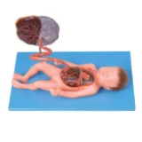 Fetal Blood Circulation Model