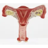 Uterus model