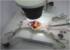Microsurgery training simulator of neurosurgery, Microscope,instruments and Multifunctional operation bed for animal